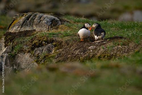 Couple de macareux moins