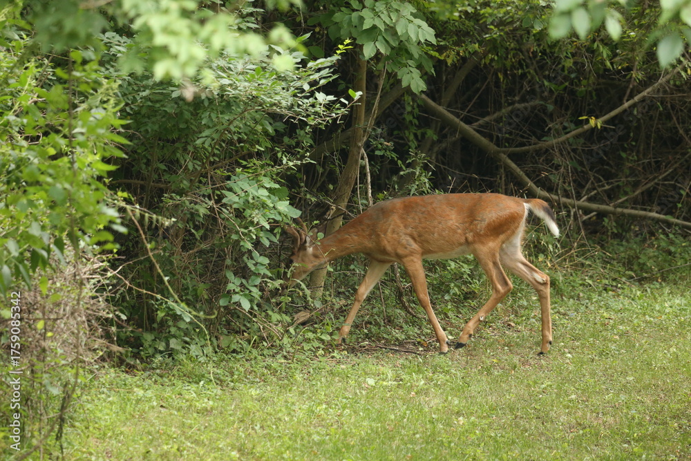 Fototapeta premium Young Buck