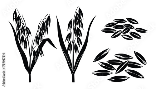 Oats Plant with Grains Cereal Crop and Raw Seeds Set