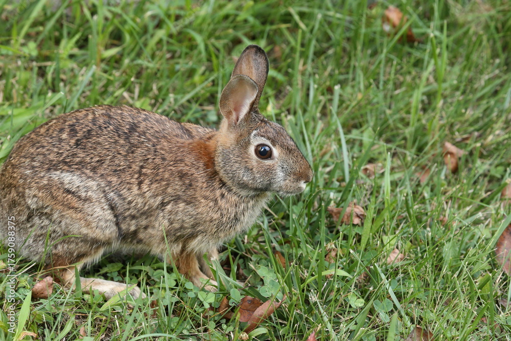 Fototapeta premium Roger Rabbit