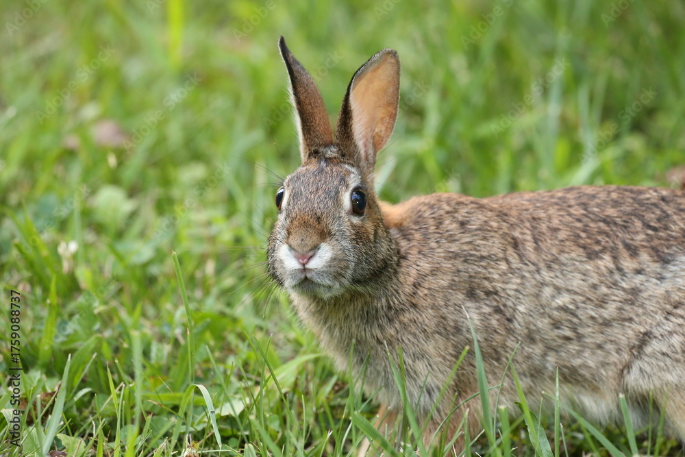 Fototapeta premium Roger Rabbit