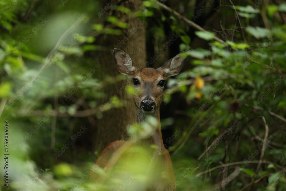 Fototapeta premium Buck During Golden Hour