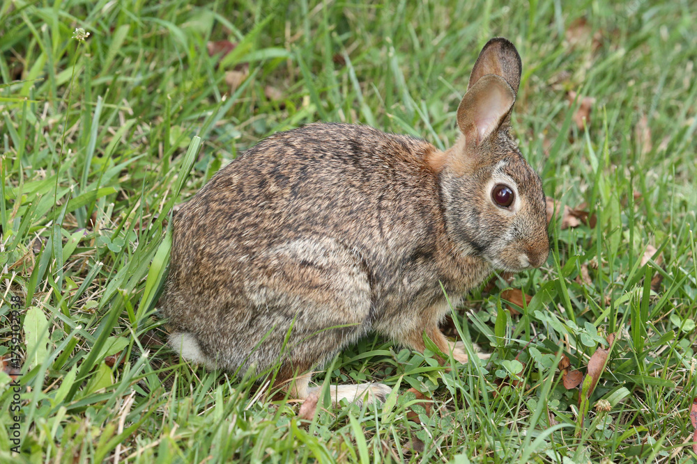 Obraz premium Rabbit