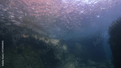 Wallpaper Mural A massive school of sardines swimming gracefully between rocky formations underwater. The silver fish move in perfect synchronization, cinematic, slow motion, 4K, highres Torontodigital.ca