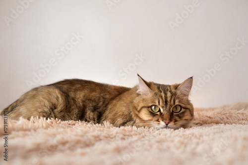 Close-up portrait of cute, beige cat lounging on fluffy floor. Portrait of tabby cat, intensive staring, confident. Looking at camera.  Beige white gray colors. Wall background with place for text