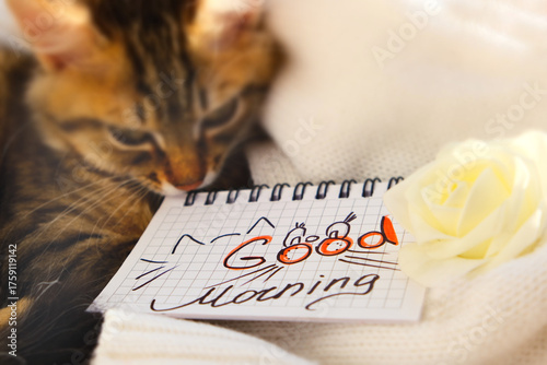 Text Good Morning on paper, notepad and rose flower. Motivation. Pretty cute kitten relaxing on the window sill. Tabby cat. Funny pets. Atmospheric mood