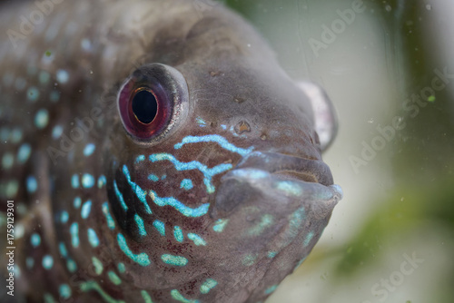 Canvas Print Macro detail of the eye of a Blue Acara fish beneath the water surface