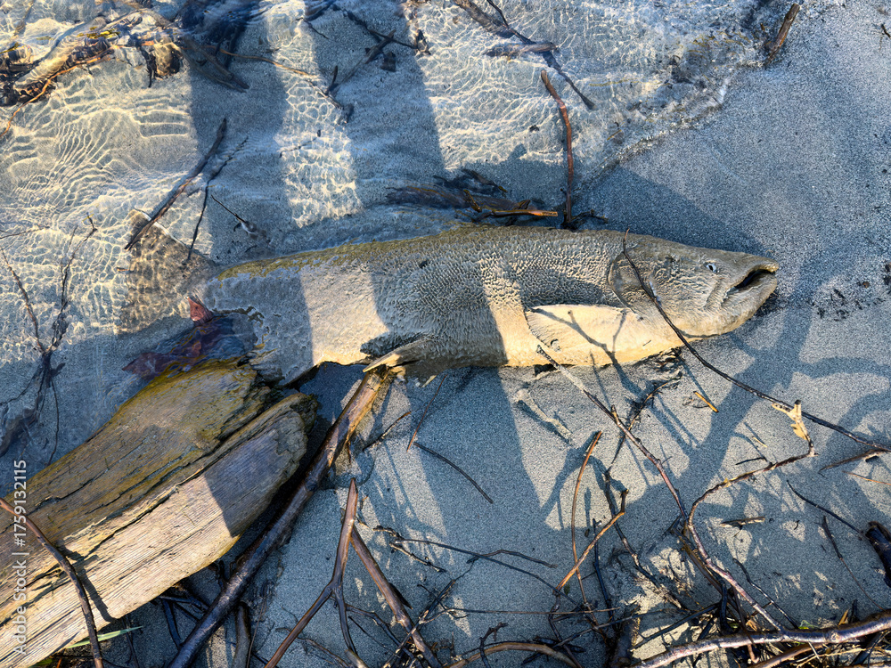 Obraz premium Spawn out large dead king salmon on river bank decaying in late autumn season