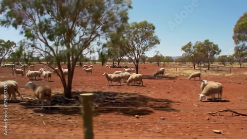 A rural scene showcasing sheep grazing on red dirt beneath trees on a sunny day