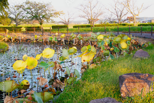 兵庫県・加東市秋の平池公園、蓮も桜もつぎの再生を待つ季節
