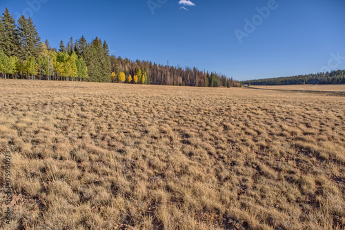 Burned Trees from the Dragon Bravo Wildfire of 2025