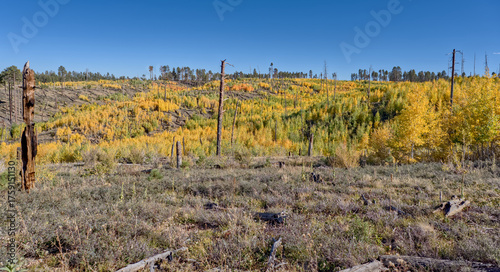 Autumn Colors on the Kaibab Plateau AZ