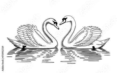 Black and white vector illustration of two swans facing each other on water, symbolizing love, romance, peace, and beauty in nature.