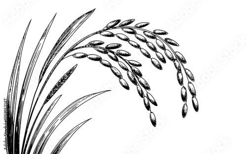 Detailed drawing of a rice plant with stalks bending under the weight of mature grains, symbolizing harvest, agriculture, and natural growth.