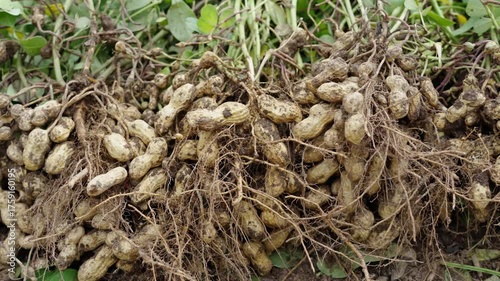 fresh harvested peanuts with roots in a field. harvest of peanut plants.