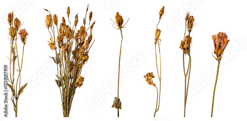 Ταπετσαρία dried flowers assortment isolated on white background
