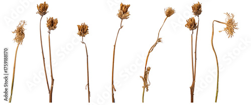 Photography dried flowers on white background
