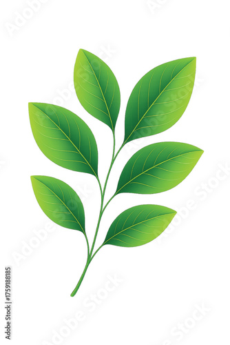 Cartoon Leaf Vector Illustration Cute Green Leaf Isolated on White Background
