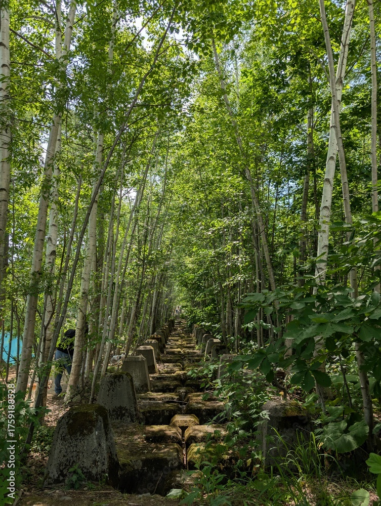 Obraz premium 現像的な森