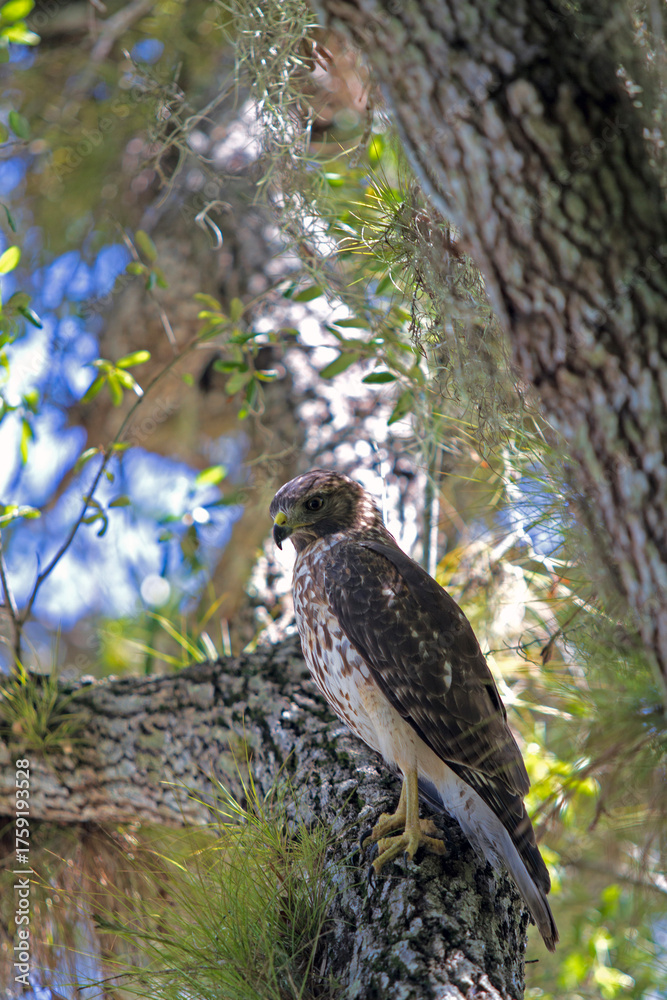 Obraz premium Red shouldered hawk perched in a tree