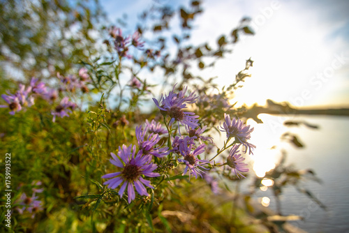 Close-up. Beautiful forest flowers on sunset background.