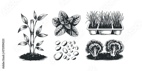 Black and white sketch of bamboo, mint, seedlings, stones, and lettuce