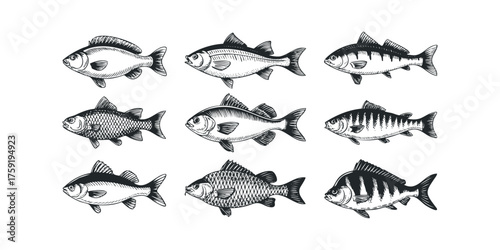 Collection of diverse fish species in black and white sketch style