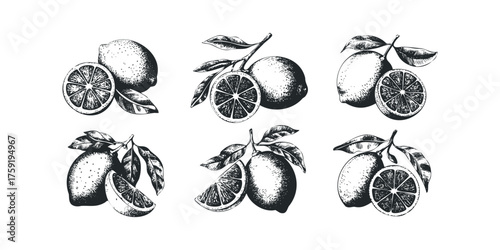 Six black and white etched lemons with leaves and slices