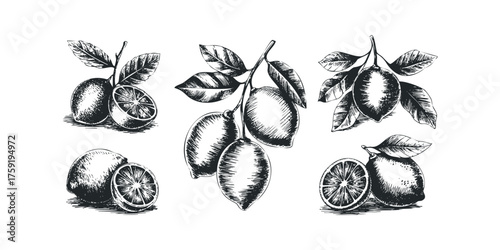 Hand Drawn Lemon Sprigs with Leaves and Slices