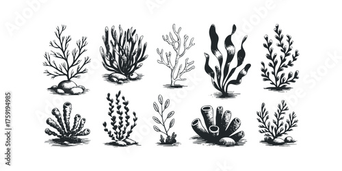 Collection of ocean plant species underwater