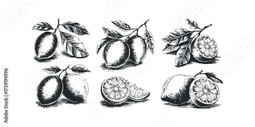 Six Vintage Style Lemon Illustrations with Leaves