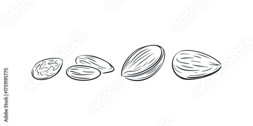 Line Art Sketch of Almonds and Raisins