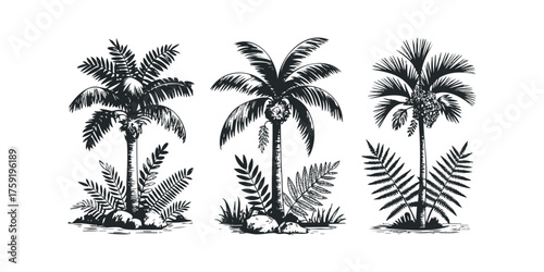 Collection of three distinct palm trees with ferns and rocks