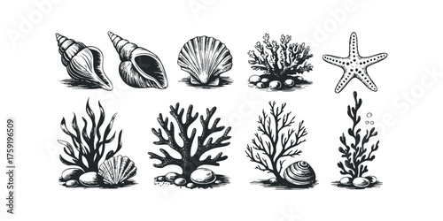 Assorted collection of sea shells and marine plants