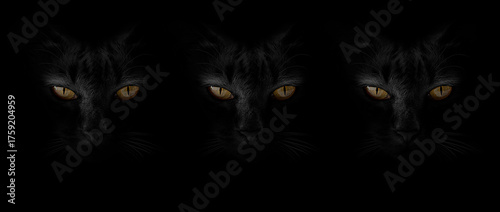 Banner black cat with yellow eyes of the siamese cat in the darkness background. Art collage digital pop modern art