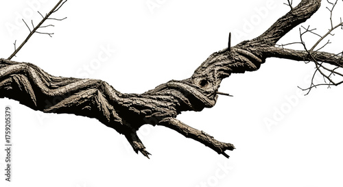 Intricate tree branch bark on clean white background creates a striking natural pattern, perfect for nature-inspired designs and artistic projects