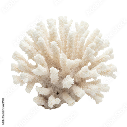 White branching coral structure isolated