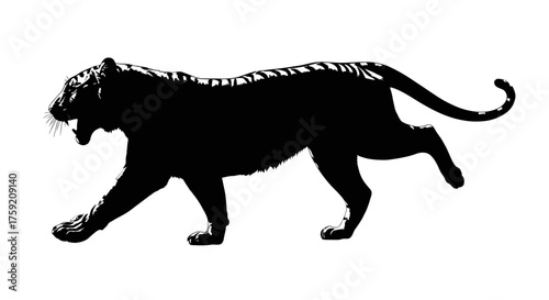 Silhouette of a tiger walking and roaring
