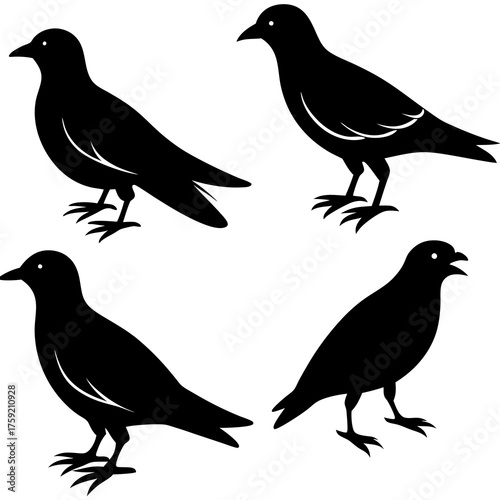 Four silhouette pigeons standing on white background