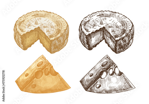 Hand drawn vintage sketch of cheese wheel and wedge in color and monochrome version, detailed dairy food illustration, isolated vector design