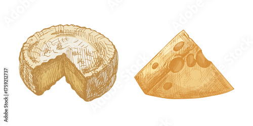Hand drawn vintage sketch of cheese wheel and wedge in yellow color, detailed dairy food illustration, isolated vector design