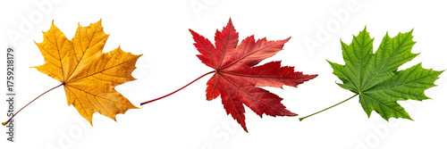 Set of Maple Leaves Isolated on Transparent Background, Yellow, Red, and Green Seasonal Change