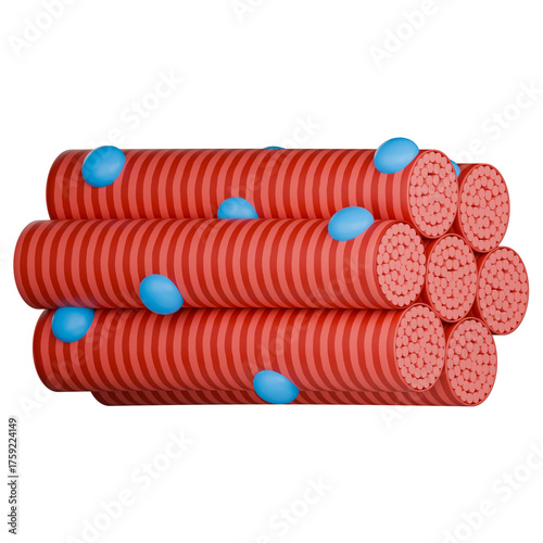 3D medical illustration of skeletal muscle fibers, shows striated, nucleus and tightly packed myofibrils.