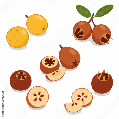 Realistic Detailed Loquat and Medlar Fruit Set Illustration Food Design