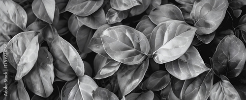 Moody Black Leaf Close-Up Pattern
