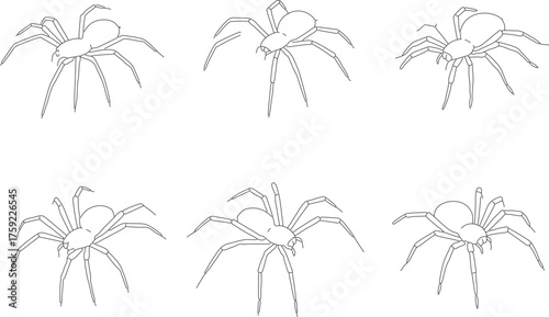 Outline Line Drawing Simple Spider Various Angle Pose Animal Illustration