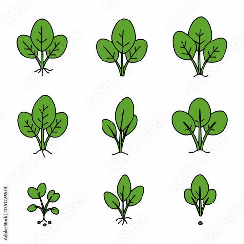 Simple Hand Drawn Spinach Plant with Roots in Various Sizes Illustration