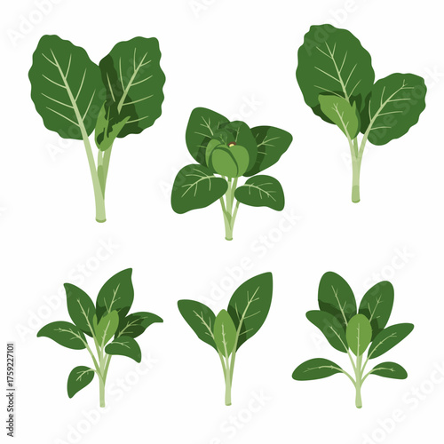 Flat Design Green Spinach Plant with Leaves Illustration Set Agricultural