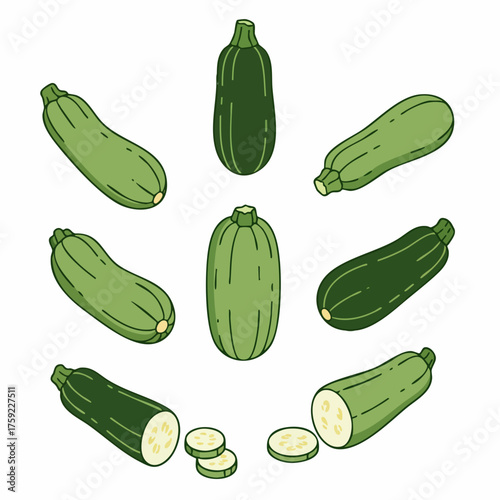 Flat Lay Zucchini Still Life Group Arrangement Fresh Vegetable Illustration