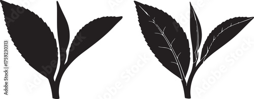 Black Silhouette of Tea Leaves with and Without Vein Detail on White Background black and white plant on transparent background